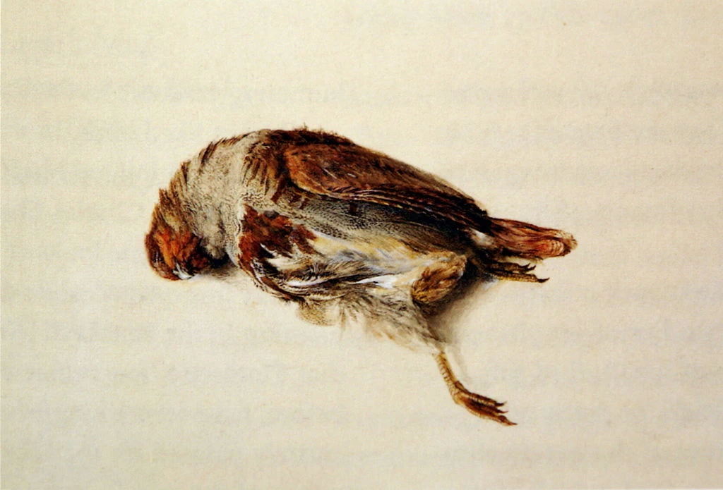 Piumaggio di pernice, ~ 1867